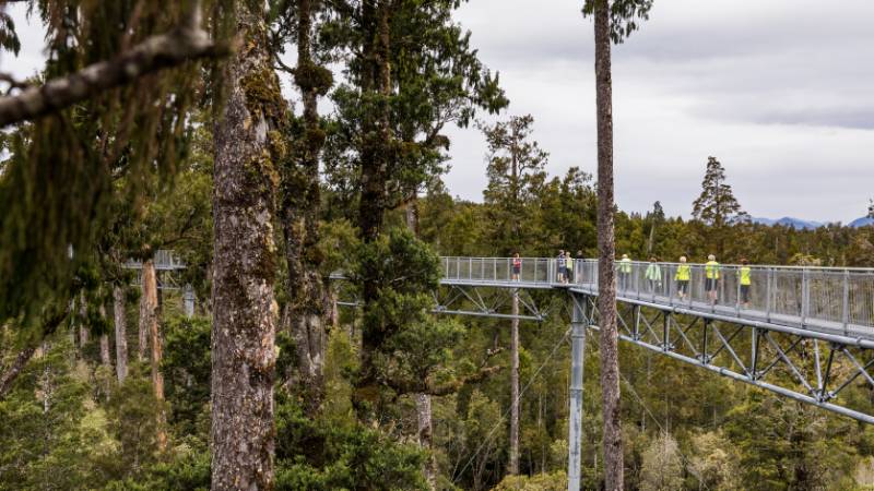 Treetop Walk | West Coast |  <i>Lachlan Gardiner</i>